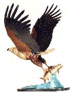 Online Art of artist Bruce McClunan artwork titled Fish Eagle